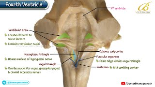 Gross Anatomy of Fourth Ventricle | Cadaveric Neuroanatomy for USMLE Step 1