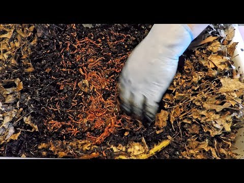 VermiBags & worm bins all fed after waiting between 6 & 10 days since last feeding - vermicomposting