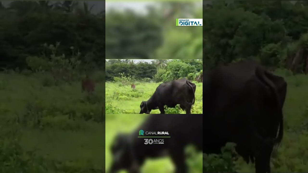 Búfalos avançam contra leopardo e fazem felino recuar