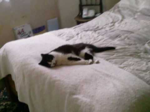 Muffy Attwood - By Philippa