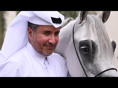 HAMAMAT AL SHAHANIA - (KAHIL AL SHAQAB x MAJOLICAA) 2016 Grey Mare