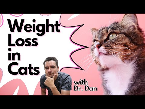 Why is your cat losing weight?  The three most common reasons for weight loss in the cat.