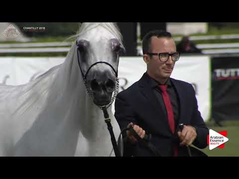 Chantilly 2016 AHO World Cup - CLASS 5