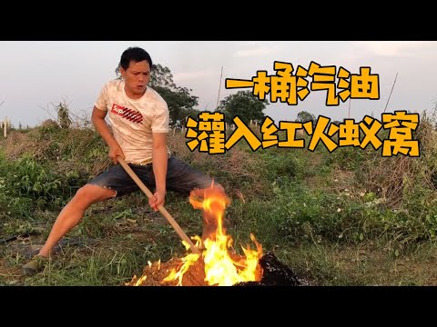 風蟻