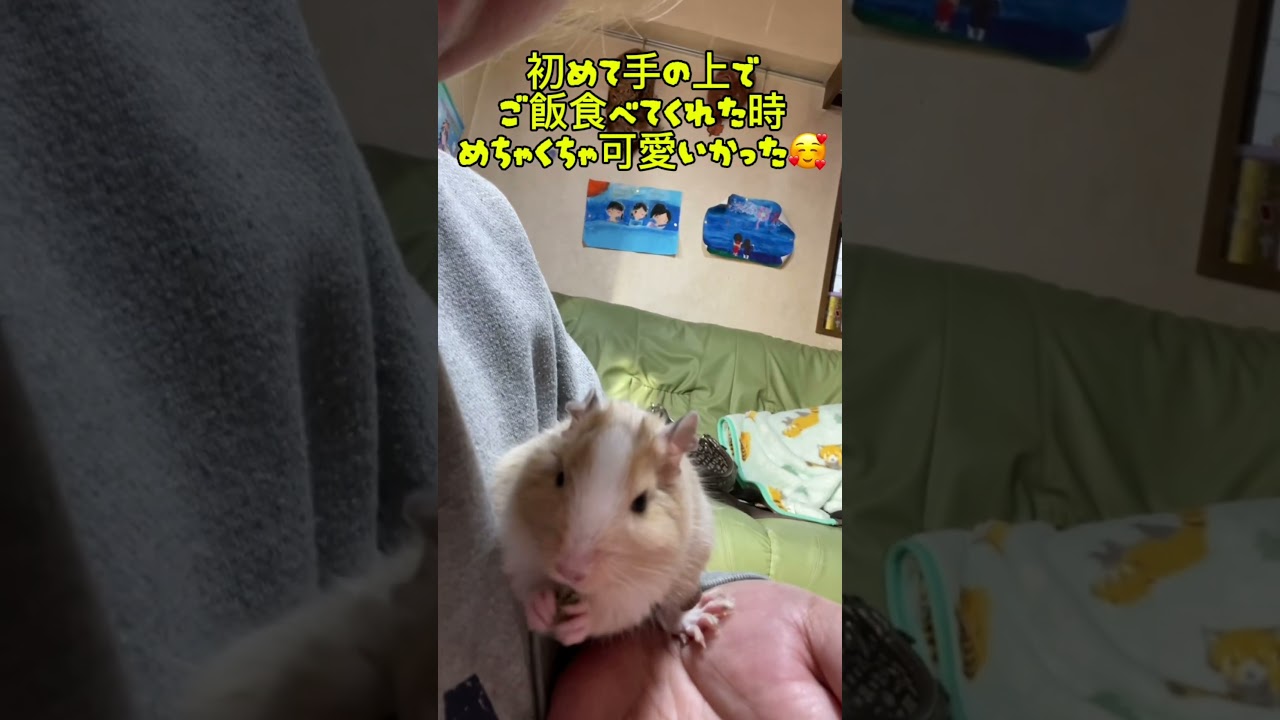 チロル、虹の橋へ🌈ありがとうチロル🐹ྀི