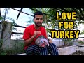 Turkey 10 Months Growth Turkey Food And Care Turkey Bird Love For Turkey Turkey Care