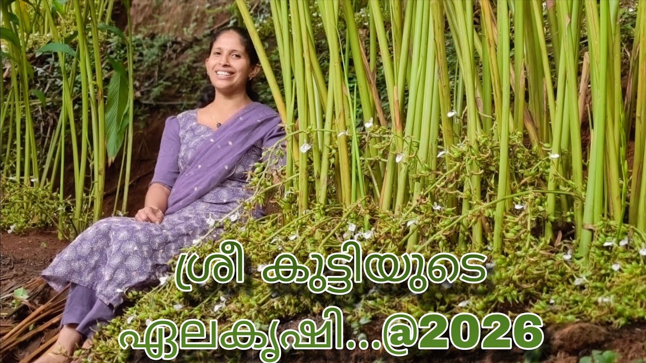 ഏലകൃഷി അറിവുകൾ | Cardamom cultivation knowledge