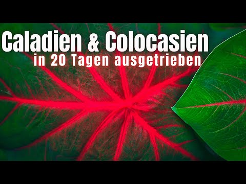 Wir pflanzen Caladium und Colocasia Knollen ein - Winterruhe der Caladien zu ENDE
