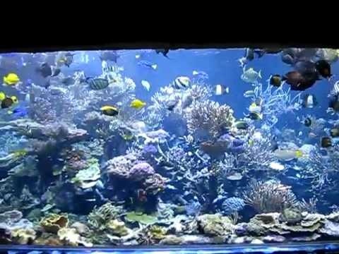 Long Island Aquarium (Atlantis Marine World) 20,000g reef tank feeding time
