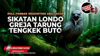Download lagu 🔴 Roll Tembak Masteran Srigunting Abu Abu Gacor Isian Sikatan Londo Greja Tarung Tengkek Buto mp3