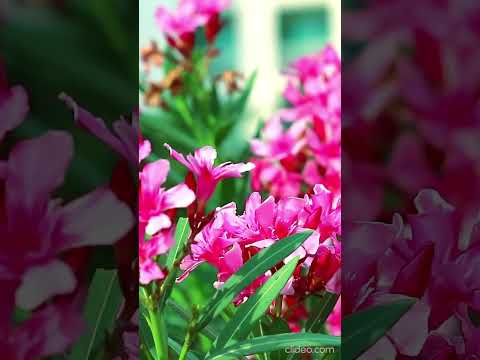 Tending song 🎧 # swapnil bandodkar# Vaishali Samant #