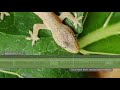 Asian House Gecko - Sounds