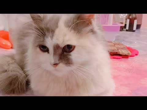 cute cat playing and jumping.Cooking studio with maksuda.