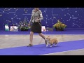At The Russian WCP Club National Specialty Show 2018 Female Puppy