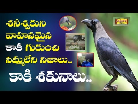 Kaki Shakunamu | Interesting Facts About Kaki Shakunam | M6tv Telugu