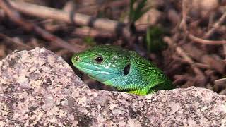 Lézards verts