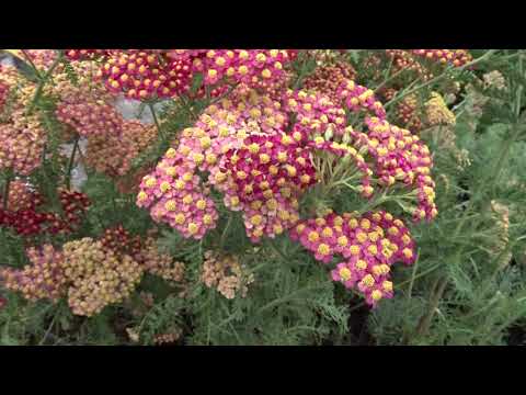 Achillea millefolium var. Paprika