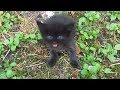 Baby Kitten Meow Very Loud On The Street