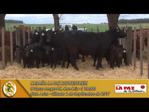02-09-17 Venta de Vacas Angus PC C/Cría - Cabaña La Paz de Werthein - Gral. Acha