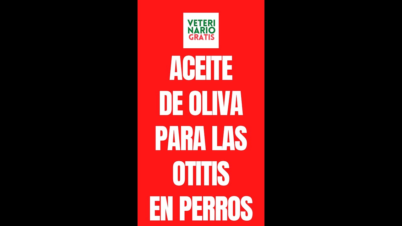 CÓMO USAR EL ACEITE DE OLIVA EN LAS OTITIS EN PERROS