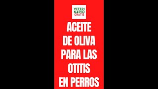 CÓMO USAR EL ACEITE DE OLIVA EN LAS OTITIS EN PERROS