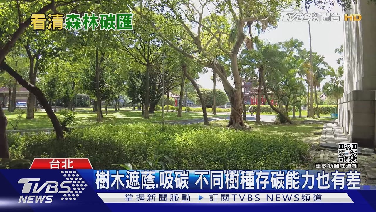 無法排除的碳怎辦? 「森林碳匯」成解方之一