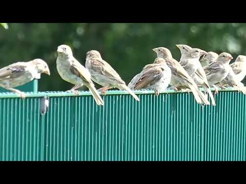 Gruppe Haussperling Sperling Spatzen auf dem Zaun Spatz Vogel Vögel bird sparrow Schwarm Reisegruppe