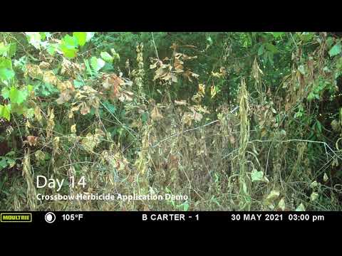 Crossbow Herbicide Timelapse Video