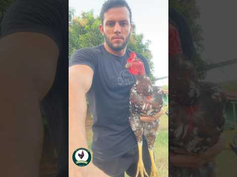 FRANGO POLACO BALÃO com apenas 5 meses 🐓 | Conheça essa Beleza do Criatório AJ