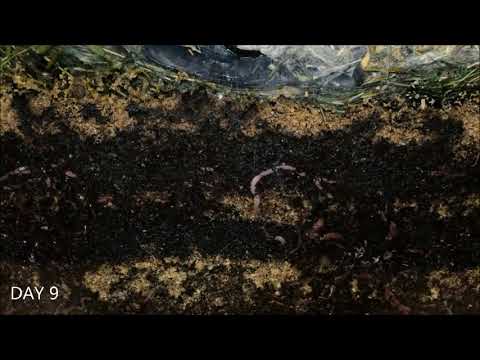 Worms -  20 Days Time Lapse Of Vermicomposting