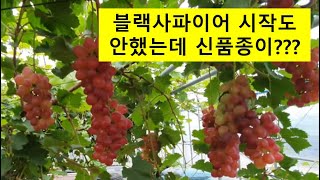 붉은포도 신품종(사과+딸기맛이 나는 포도) 샤인머스켓을 넘을수 있을까요?