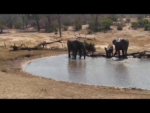 Djuma: Small group of three Elephants - 09/13/19