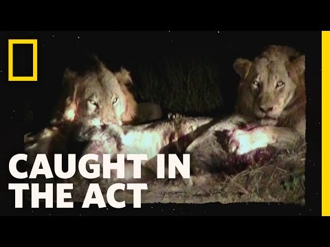 Lion Brawl | Caught in the Act