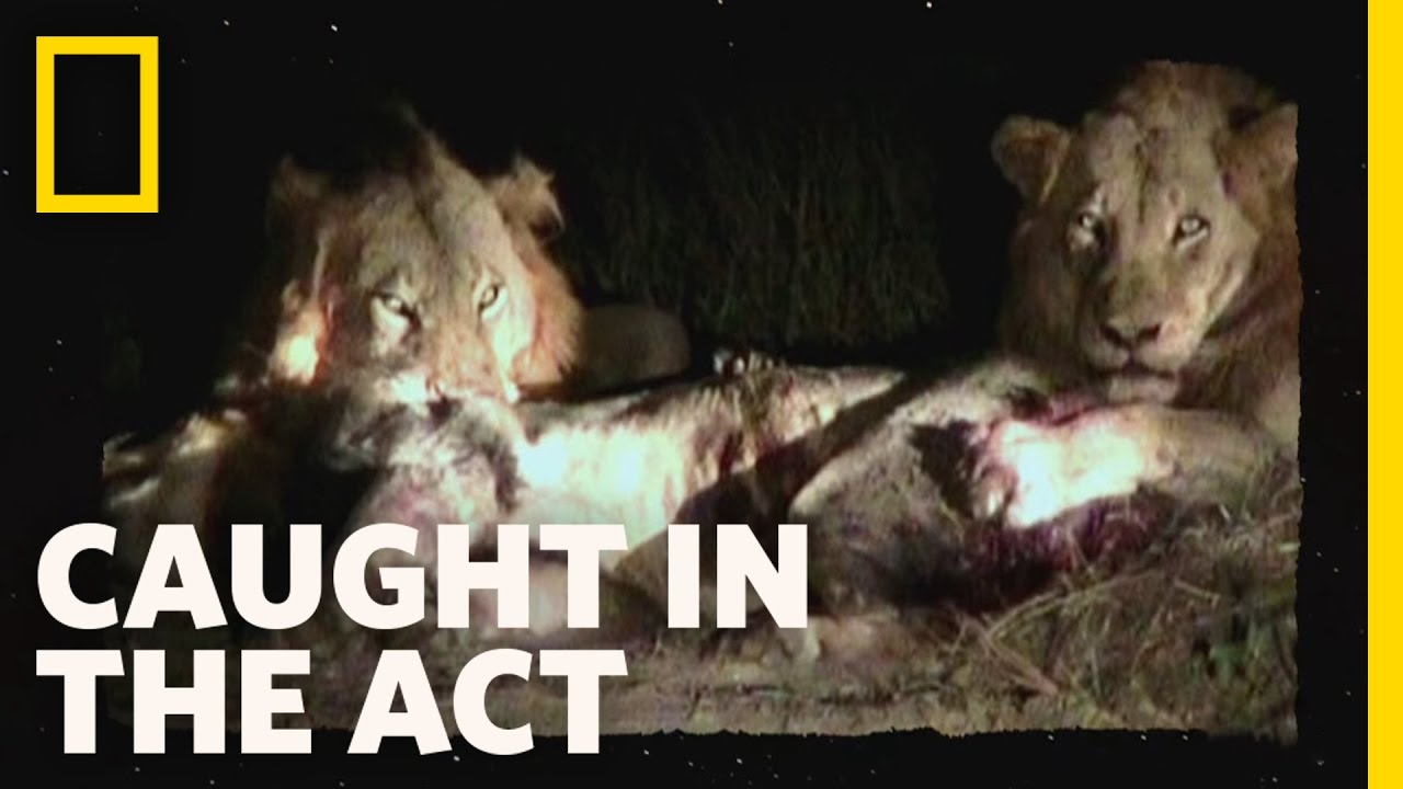 Miniature de la vidéo Lion Brawl | Caught in the Act du film Caught in the Act: Lion Brawl