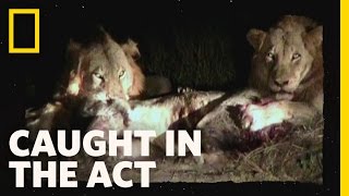 Lion Brawl | Caught in the Act