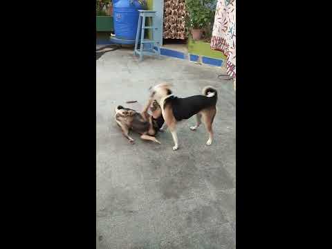 Cherry-jerry, my 2 love birds