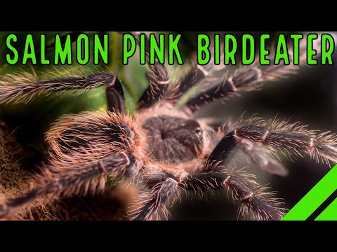 Sklípkavec lososový (Lasiodora parahybana) — starostlivosť, terárium a fakty (The Tarantula Collective)