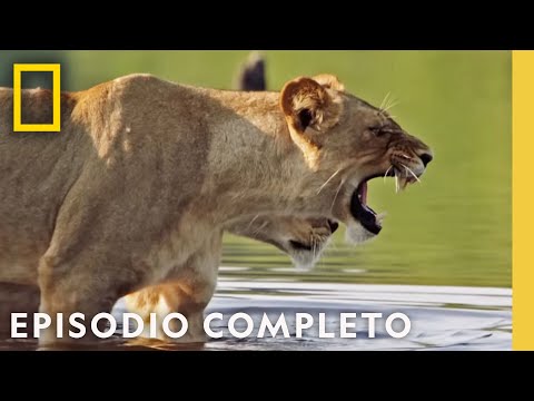 Madre Leona: Entre el Éxito y el Sacrificio | Reino Salvaje | Nat Geo en Español