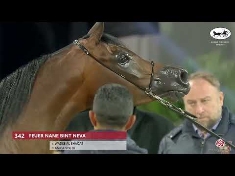 N 342 FEUER NANE BINT NEVA   Kuwait Purebred Arabian Horses Show 2022   Mares 4 6 Years Old Class 6B