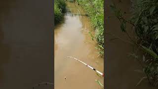 Download lagu Mancing di Selokan Dapat Ikan Bawal mp3 Download lagu Mancing di Selokan Dapat Ikan Bawal mp3