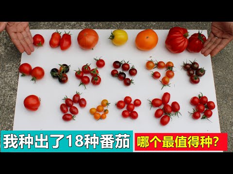 , title : '我种出了18种西红柿/番茄, 哪个最值得种？Comparing 18 varieties of tomatoes'