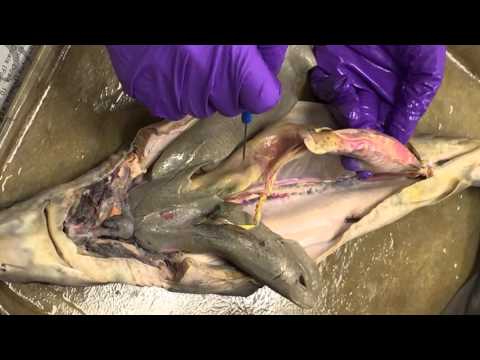 Zoology - Spiny Dogfish internal anatomy