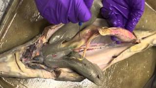 Zoology - Spiny Dogfish internal anatomy