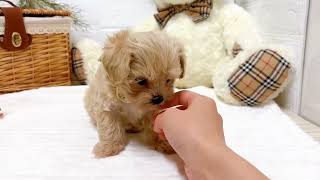 ハーフ犬の動画02