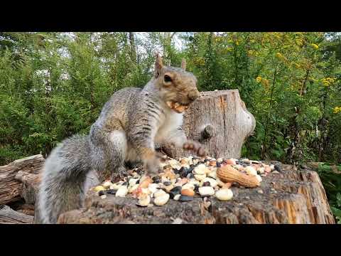 Squirrels, Chipmunks, Blue Jays