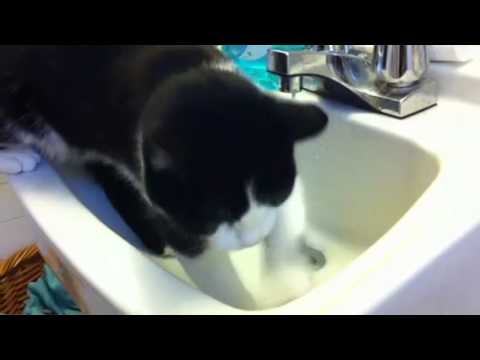 Betty-cat & sink