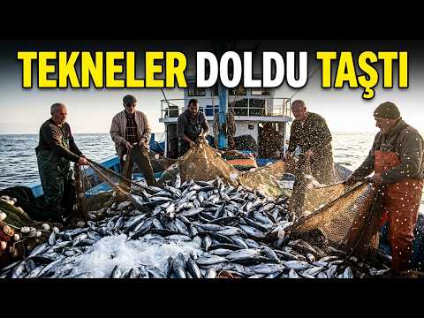 Amasra’da palamut bereketi: Bir gecede yaklaşık 2 bin palamut yakalandı