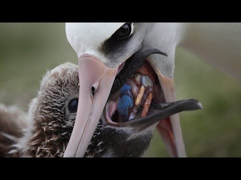 ALBATROSS una película de Chris Jordan