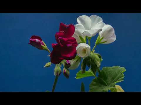 Flowers Blooming too fast, Relaxing Video, Satisfying Video, TriAngle