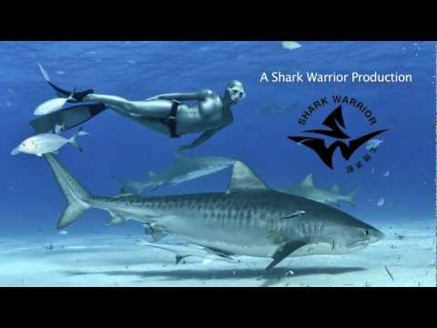 Freediving With Sharks (2013)